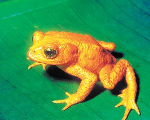 Sapo-Dorado-Costa-Rica